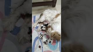 Chinese crested dog ,6 New born puppy,🐕🐕🐕