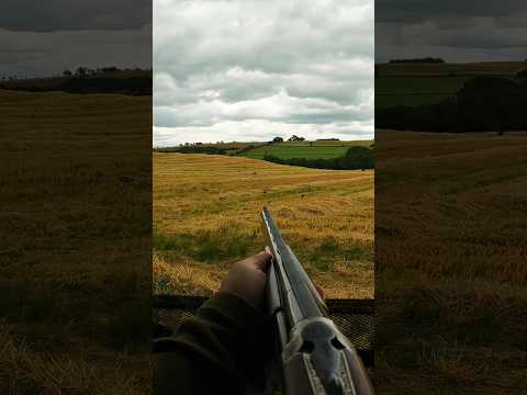 Pigeon Decoying On Barley Stubble | Crop Protection