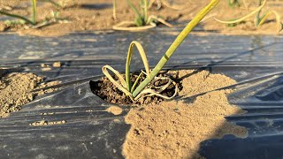 [Onion cultivation] The onions in the field are dying from the cold of winter! What to do when th...