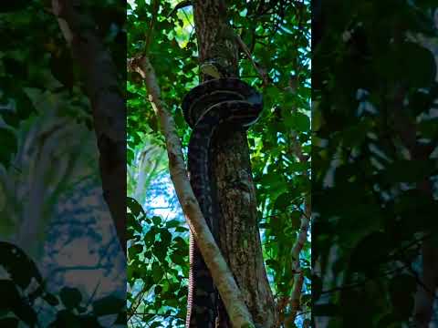 Snake Climbing a Tree  #junglewildlife #facts #fascinatingwildlife