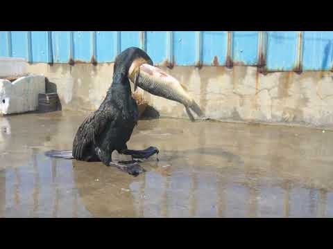 Cormorant swallows a large carp