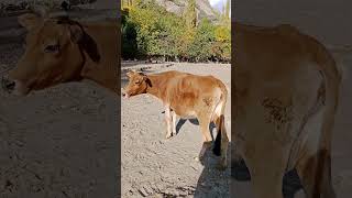 #cow #mountainvillagelife #nature #shorts