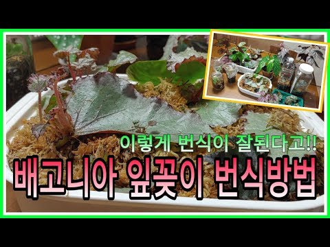 배고니아 잎꽂이 번식방법ㅣBegonia breeding method