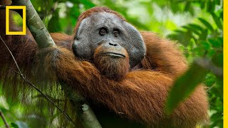 A Rare Look at the Secret Life of Orangutans | Short Film Showcase