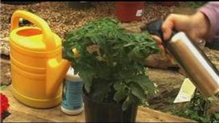 Organic Fertilizing : Foliar Feeding Plants