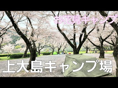 【神奈川県】🌸桜吹雪の春キャンプ【上大島キャンプ場】【ソロキャンプ】