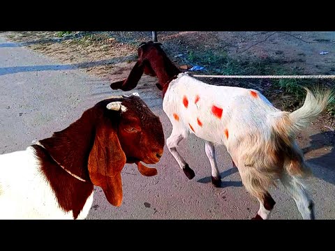 Cute Goat walking in the road 🐐 || wildlife animals || goats video village