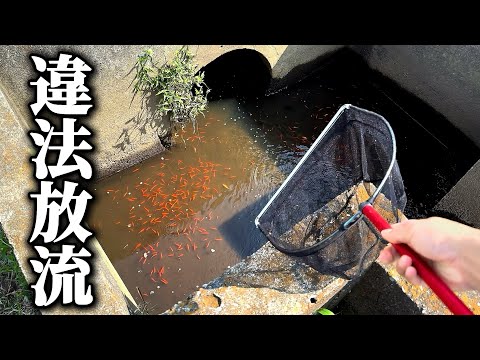 水路に大量に捨てられた金魚食べてみた