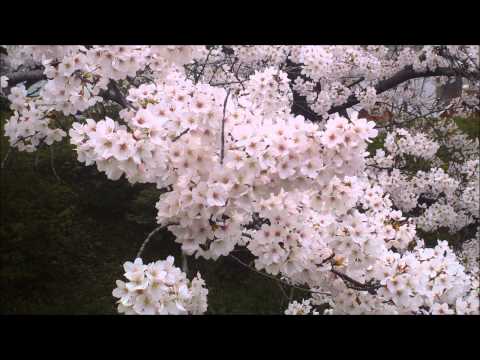 高崎城址の桜（2012.4.13）