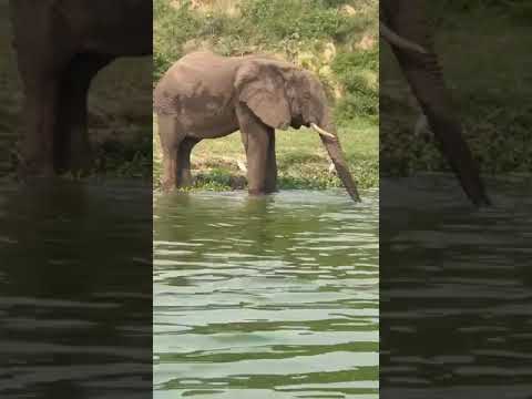 African Safari! #travel #elephants #wildlife #adventure #africa #elephant #bigfive #Uganda