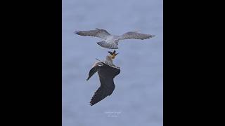 Dramatic aerial food exchange between Peregrine Falcons #peregrinefalcon #birdsofprey