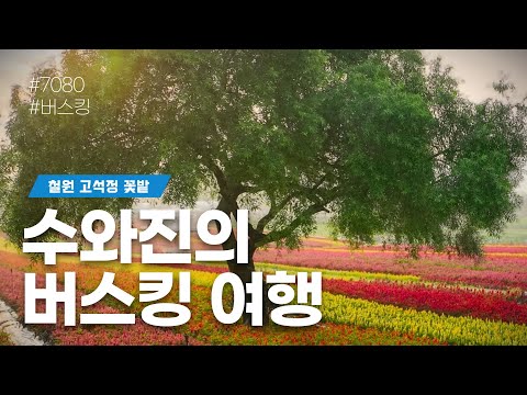 [수와진의 버스킹여행] #철원고석정꽃밭 (24.10.23) 수요일 함께 즐겨보는 음악방송!