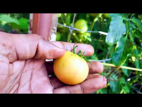 Growing organic tomato at home | ಸಾವಯವ ಟೊಮೇಟೊ | Supporting tomato plant | #tomato