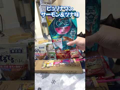 ドン・キホーテのネコ用福袋が超お買い得だった！？