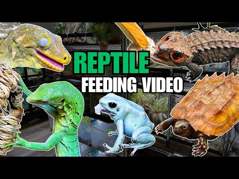 FEEDING MY PET REPTILES 56 SILKWORMS! LIZARDS, TURTLES, FROGS AND MORE! SILKWORM FEEDING VIDEO