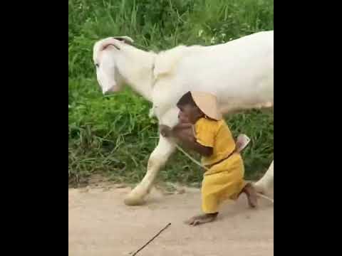 funny video natural