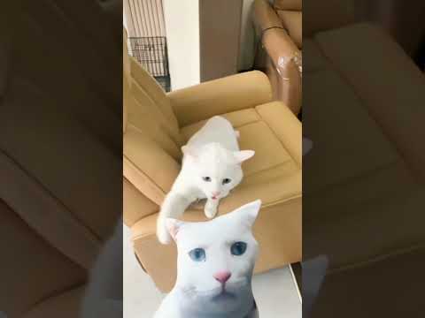 white cat activities #cat #pets #funnypets #funnycats #shorts