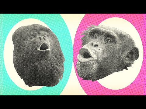 The Difference Between Monkeys and Apes | Encyclopaedia Britannica