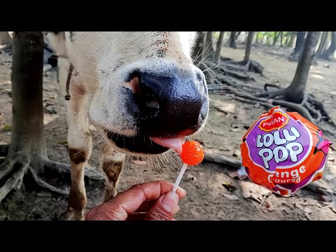 cow videos funny baby | cow eating lollipops | cow funny | cow video | cute cow baby