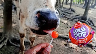 cow videos funny baby | cow eating lollipops | cow funny | cow video | cute cow baby