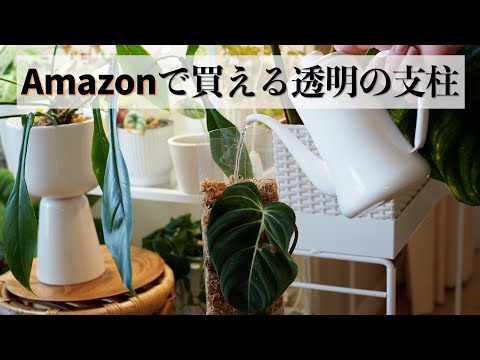 【観葉植物】透明のモスポールのレビュー【Amazonで買える支柱】