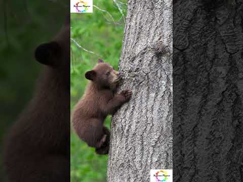 Baby Brown Bears #shorts #shortsfeed #youtubeshorts #facts #weirdanimals #mystery #bears #animals