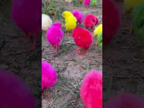 "Rainbow Chicks: Sweet Sounds & Adorable Snuggles" #wildlife #fascinatingwildlife #endangeredspecies