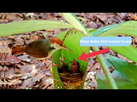 Birds Living Together in a Cage: A Peaceful Partnership