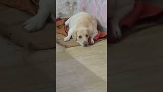 Alert Labrador #trending#dogshorts#dogviral#adorablepetsworld#cutedog#funny#alertdog#youtubevideo