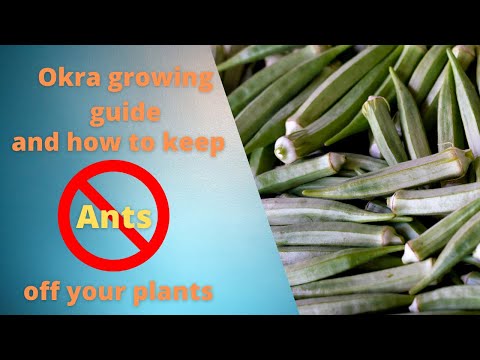 Okra growing guide and how to keep Ants off your plants!