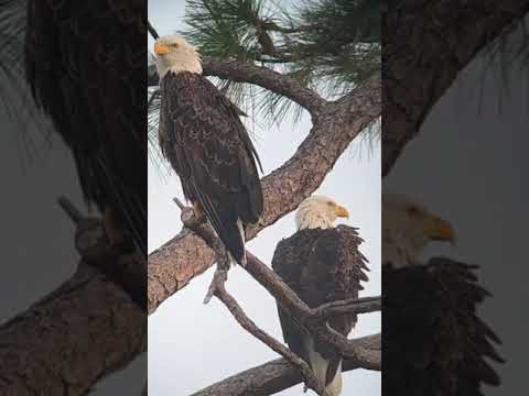 Peaceful Moments with M15 & Female Visitor