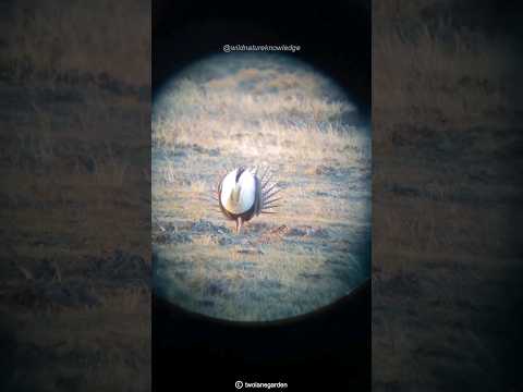 The Spectacular Mating Dance of the Greater Sage Grouse