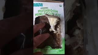 Back to the roots organic mushroom grow kit part 4.