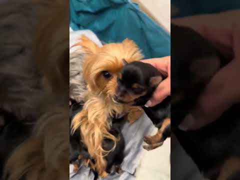 Yorkie mom named “Chiki” with her puppies!#yorkies #yorkiepuppies #yorkshireterrier#yorkiesoftiktok