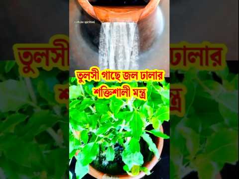 তুলসী গাছে জল ঢালার শক্তিশালী মন্ত্র 🙏  ।Tulsi Mantra। #viralshorts #trending #mantra #shorts