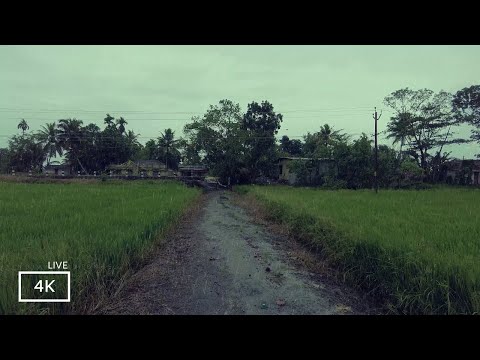 Solve All Your Sleep Problems with Relaxing Rain Walk | ASMR Rain Sound for Sleep and Meditation