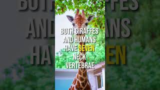 A Surprising Neck Connection 🦒🤔 #youtubeshorts #fascinatingfacts #animalfascination