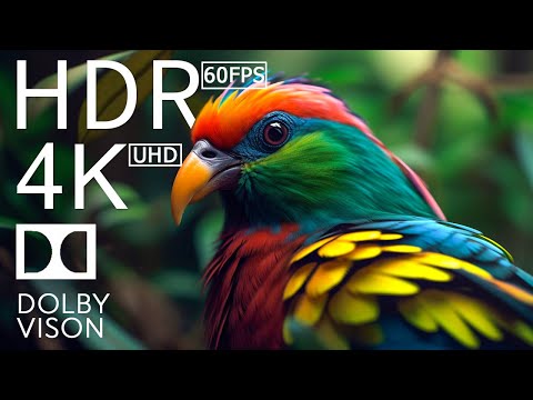 4K HDR 120fps Dolby Vision with Animal Sounds (Colorfully Dynamic) #74