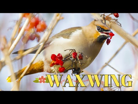 WAXWINGS in the U.K.     Bombycilla garrulus