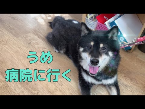 【黒柴・保護犬】うめ大好きな病院へ行くの巻