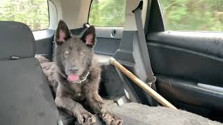 American Blue Bay Shepherd & German Shepherd Dog - Relaxing