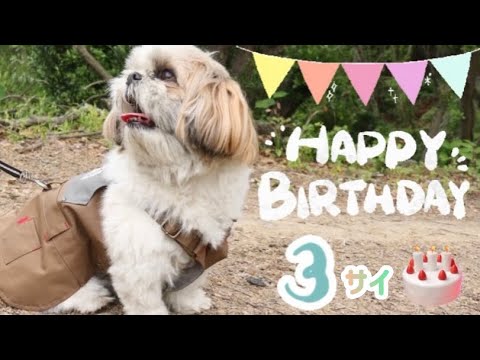 【いつもありがとう💓】3歳の誕生日🐶🎊 お祝い動画！