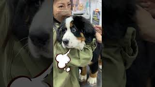 【動物】伯恩山犬打預防針 超萌表情融化網｜毛孩｜萌寵｜搞笑