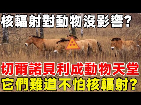 核輻射對動物沒影響？ 切爾諾貝利成動物天堂，它們難道不怕核輻射？#科普頻道 #科普