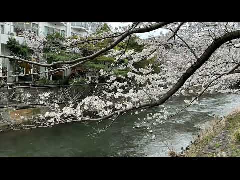 20240404音無神社＆松川遊歩道