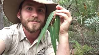 Eucalyptus Tree Facts with Ranger Jamie