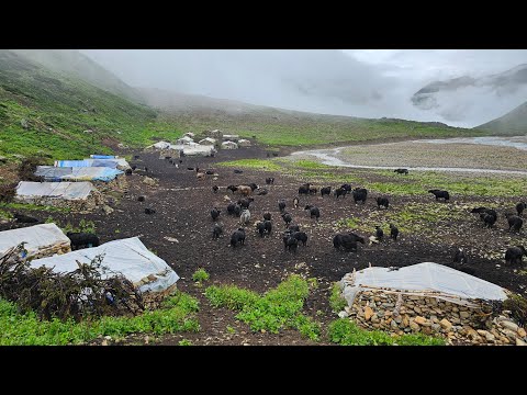 Himalayan Village Life | Rainy Day | Yak Herdsmen Food | Best Himalayan Village Life on a Rainy Day