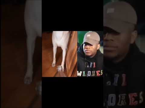 dog memelucu funny video 🤣😂#memes #funnyvideo #memelucu#lucu#trending #shortvideo#shorts#tiktokvideo