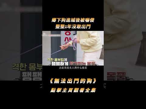 鄉下狗進城後被嚇傻，整整1年沒敢出門，訓犬師卻說它活在舒適圈裡#shorts