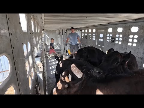 Teaching my son how to load cows, his first time in the trailer!